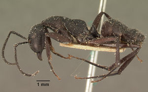 Camponotus ethicus casent0101176 profile 1.jpg