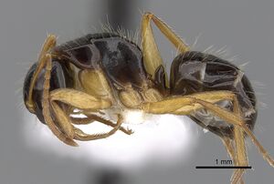 Camponotus lownei casent0280216 p 1 high.jpg