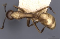 Camponotus nepos casent0910033 d 1 high.jpg
