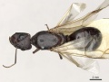Camponotus xerxes casent0249901 d 1 high.jpg