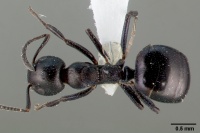 Dolichoderus taschenbergi casent0005172 dorsal 1.jpg