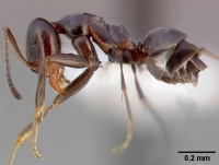 Dorymyrmex insanus casent0005319 profile 1.jpg