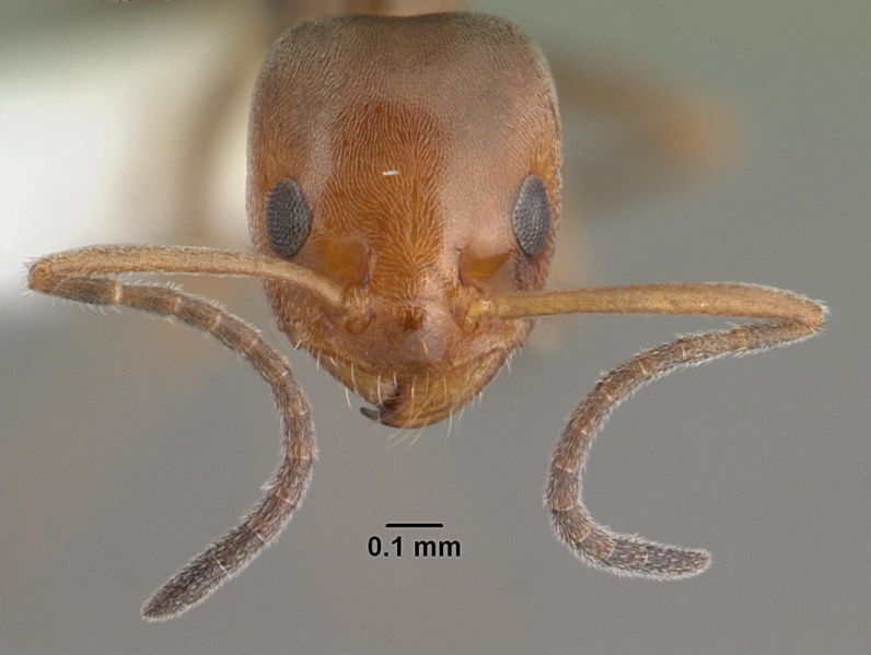 File:Forelius pruinosus psw14182-1 head 1.jpg