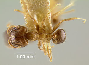 MCZ-ENT00020659 Pheidole javana-had.jpg