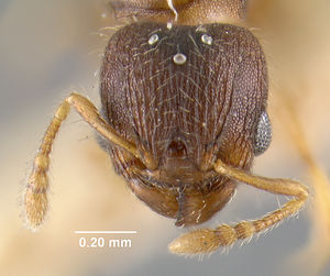 MCZ-ENT00020776 Pheidole emersoni hef.jpg