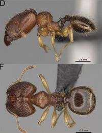 Pheidole vatovavensis F72df.jpg