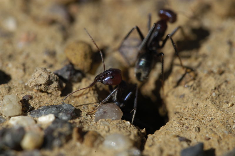 File:Shattuck 9075, Iridomyrmex purpureus, Canberra.JPG