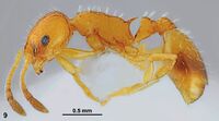 Temnothorax strymonensis F9.jpg