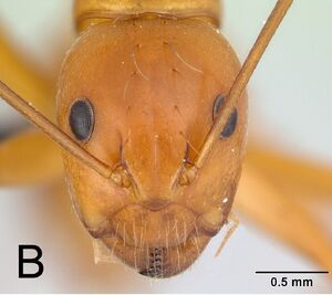 Camponotus christi F15b.jpg