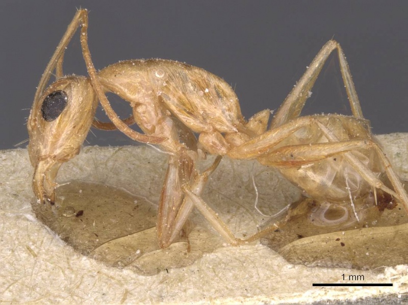 File:Camponotus planitae casent0911909 p 1 high.jpg