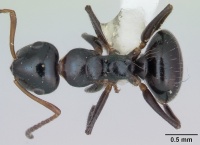 Camponotus raphaelis casent0173558 dorsal 1.jpg