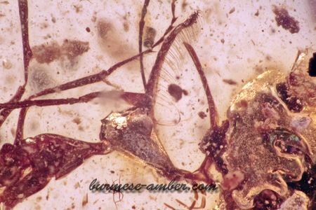 Ceratomyrmex ellenbergeri, Burmese-amber.com (1).jpg