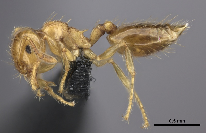 File:Crematogaster osakensis casent0235225 p 1 high.jpg