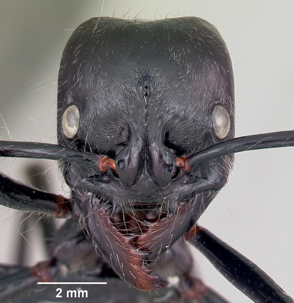 File:Dinoponera lucida casent0104920 head 1.jpg