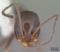 Dorymyrmex grandulus casent0103878 head 1.jpg