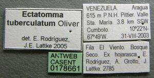 Ectatomma tuberculatum casent0178661 label 1.jpg