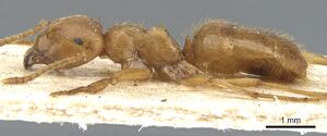 Lasius crinitus casent0903213 p 1 high.jpg