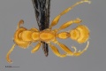 MCZ-ENT00519913 Tetraponera ambigua ambigua had.jpg