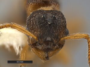 Myrmica-quebecensis-MCZ001H.jpg