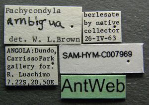 Pachycondyla ambigua sam-hym-c007969 label 1.jpg