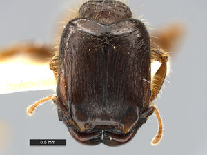 Pheidole-aberrans-MCZ001H.jpg