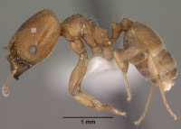 Pheidole diversipilosa casent0102874 profile 1.jpg