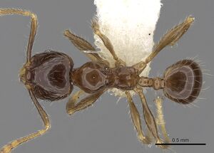 Pheidole elisae casent0281690 d 1 high.jpg