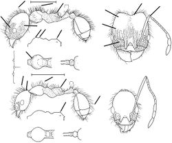 Pheidole lupus Wilson 2003.jpg