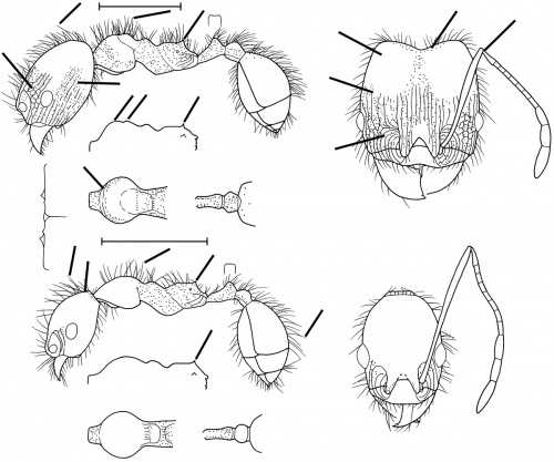 Pheidole lupus Wilson 2003.jpg