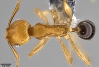Pheidole melanogaster casent0282637 d 1 high.jpg