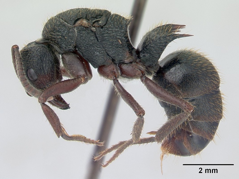 File:Phrynoponera gabonensis casent0401945 profile 1.jpg