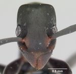 Platythyrea punctata casent0006819 head 1.jpg