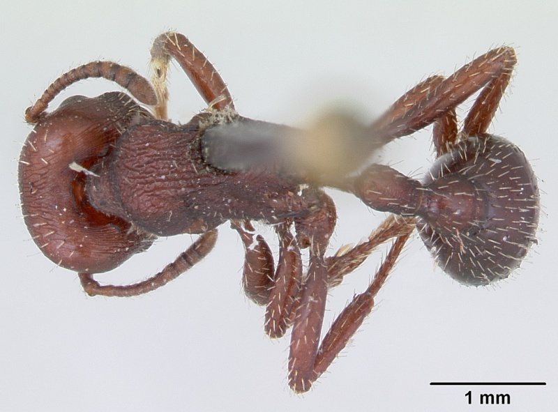 File:Pogonomyrmex uruguayensis casent0173373 dorsal 1.jpg