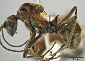 Polyrhachis bihamata queen side.jpg