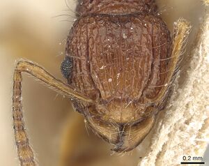 Tetramorium pilosum casent0281188 h 1 high.jpg