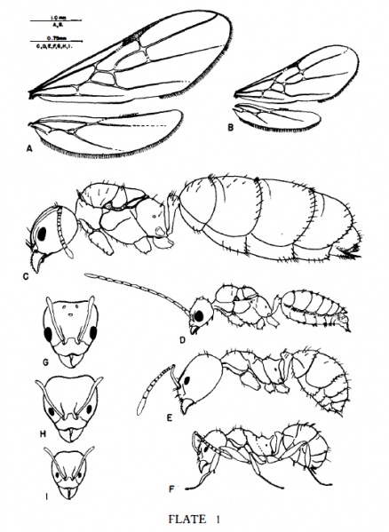 File:Wilson et. al 1956 plate 1.jpg