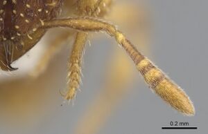 Calyptomyrmex shasu casent0900990 h 2 high.jpg