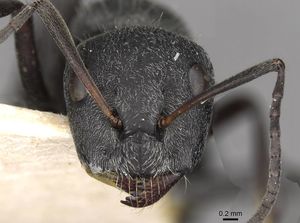 Camponotus mayri casent0910445 h 1 high.jpg