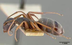 Camponotus planus castype00460-01 profile 1.jpg