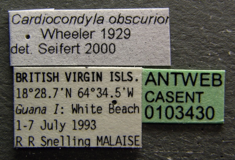 File:Cardiocondyla obscurior casent0103430 label 1.jpg