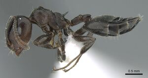 Crematogaster affabilis casent0906371 p 1 high.jpg