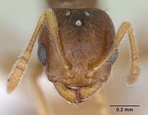 Monomorium bifidoclypeatum casent0173548 head 1.jpg