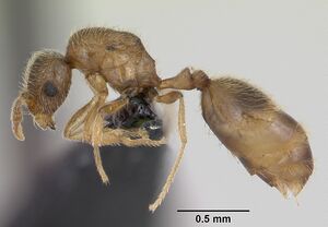 Monomorium sechellense casent0060393 profile 1.jpg