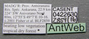 Nesomyrmex madecassus casent0422630 label 1.jpg