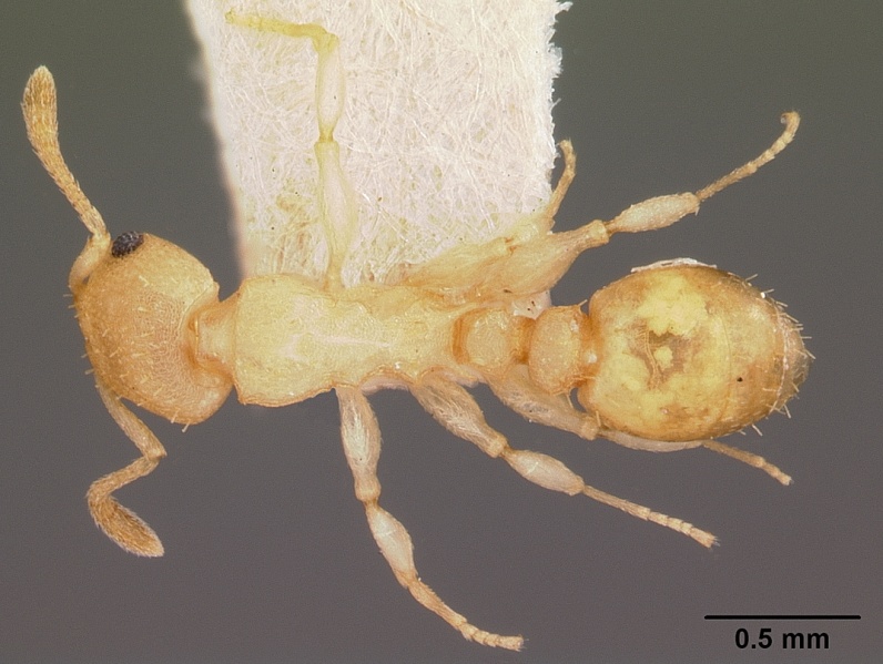 File:Nesomyrmex wilda casent0104567 dorsal 1.jpg