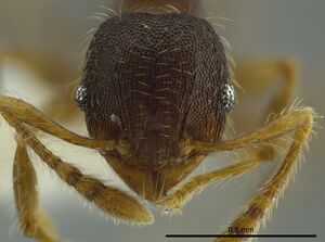 Pheidole boliviana casent0624227 h 1 high.jpg