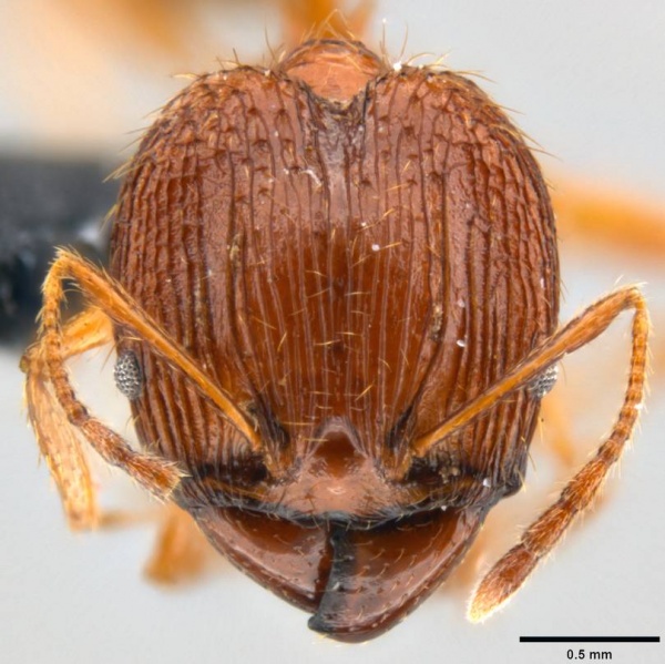 File:Pheidole oceanica casent0199563 h 1 high.jpg