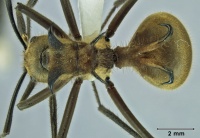 Polyrhachis ypsilon 1 top.jpg