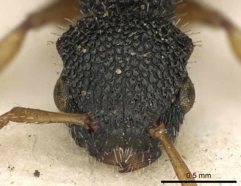 File:Procryptocerus belti casent0900227 h 1 high.jpg