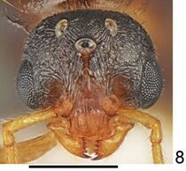 Tetramorium galaticum F8.jpg